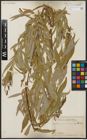 Foto von Salix acmophylla Boiss.